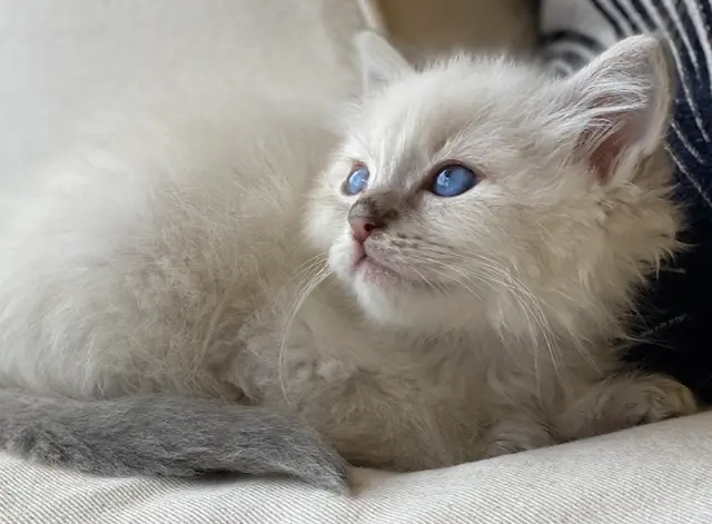 Rescue & Shelter Anam Cara Ragdolls Corona