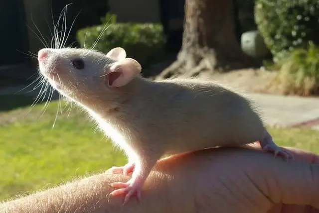 Rescue & Shelter Whisker Tickled Companion Rats & Rescue Fresno