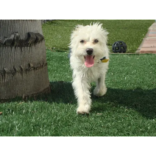 Dog day care center Bark Park Oceanside