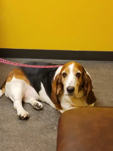 Dog day care center Orcutt Veterinary Hospital Santa Maria