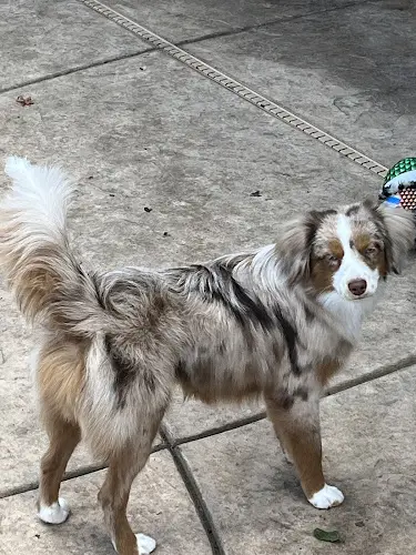 Pet boarding service Best In Show Fresno