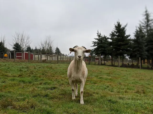 Rescue & Shelter Green Acres Farm Sanctuary Salem