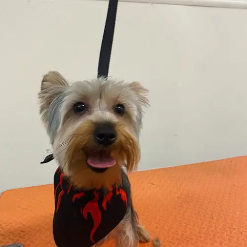 Dog Grooming The Dogfathers Grooming LB San Jose