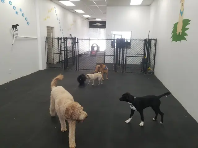 Pet vet Sandy Pawz Dog House San Marcos