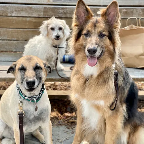 Dog trainer Best Paw Forward Indio