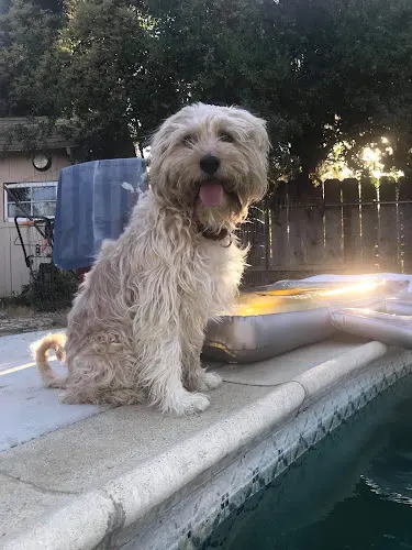 Dog breeder Turlock Police: Animal Services Modesto
