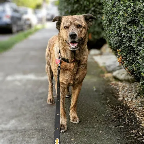 Dog trainer Balanced Dawg Seattle