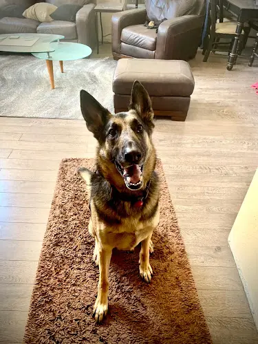 Dog Grooming OC Grooming & Pet Spa Mission Viejo