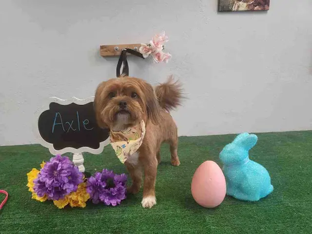 Dog Grooming Katie's grooming Chico