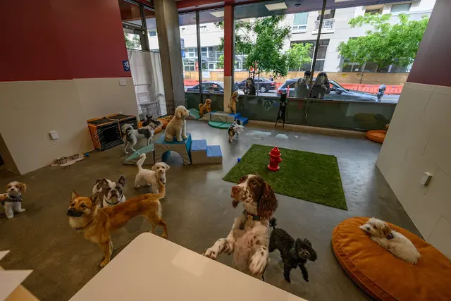 Dog day care center Healthy Spot San Francisco
