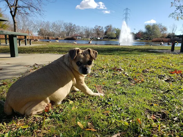 Dog Park Granite Regional Park Sacramento