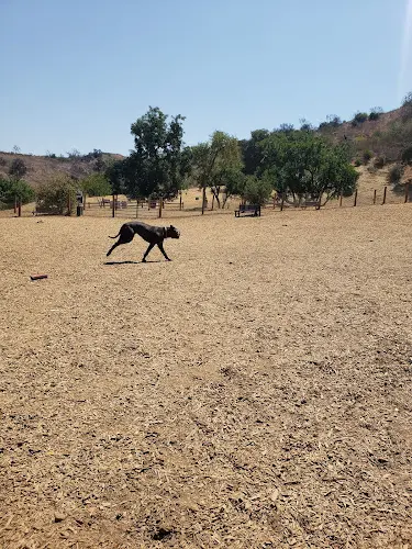 Dog Park Dog park Inglewood
