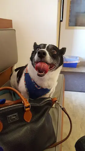 Pet vet Urban Pet Hospital Richmond