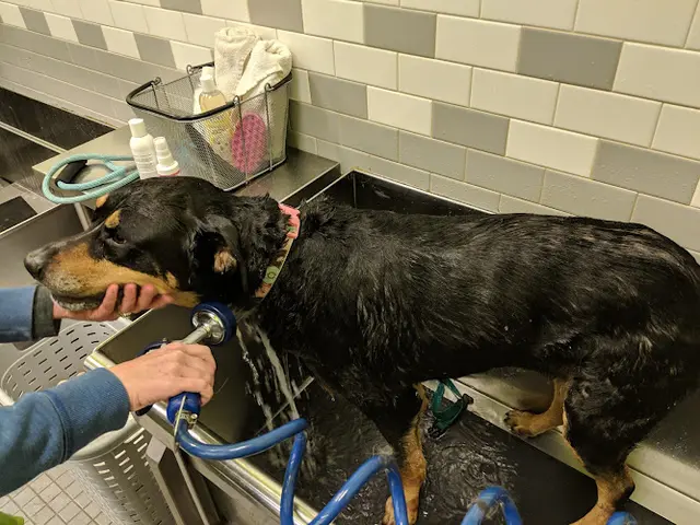 Dog trainer Unleashed Beaverton
