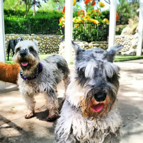 Dog trainer Canyon View Ranch Simi Valley