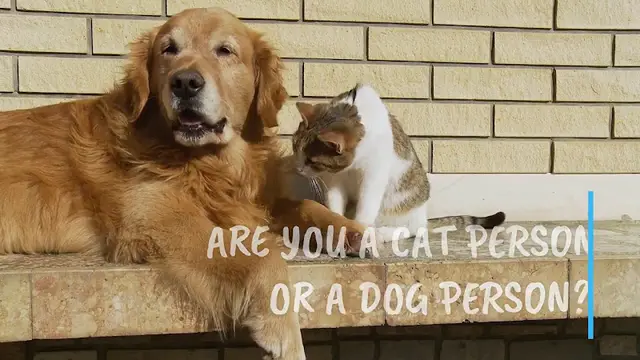 Dog day care center Animal Hospital & Dental Clinic Fresno