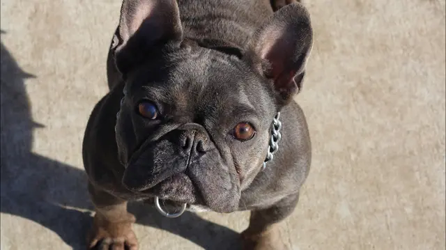 Dog breeder Sactown Frenchies Vallejo