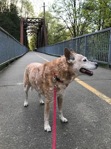 Dog Park Cedar River Trail Park Renton