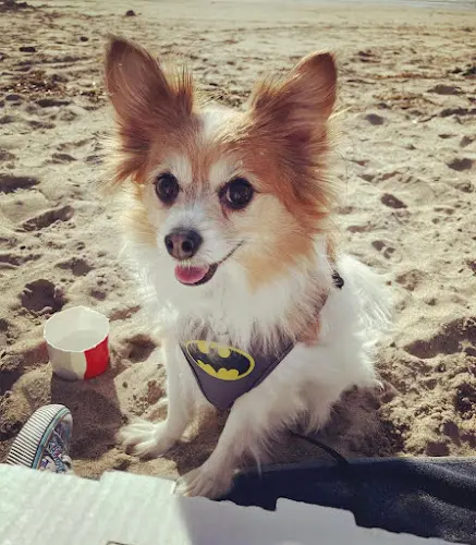 Pet vet Animal Clinic of the Oaks Thousand Oaks