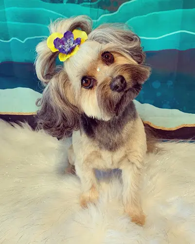 Dog Grooming Sky’s Pet Grooming HD Hesperia