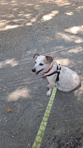 Pet vet MASH Outpatient Santa Monica