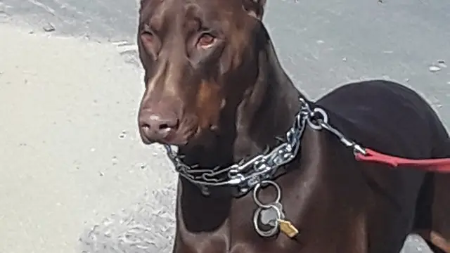 Dog breeder Patriot's Dobermans Victorville