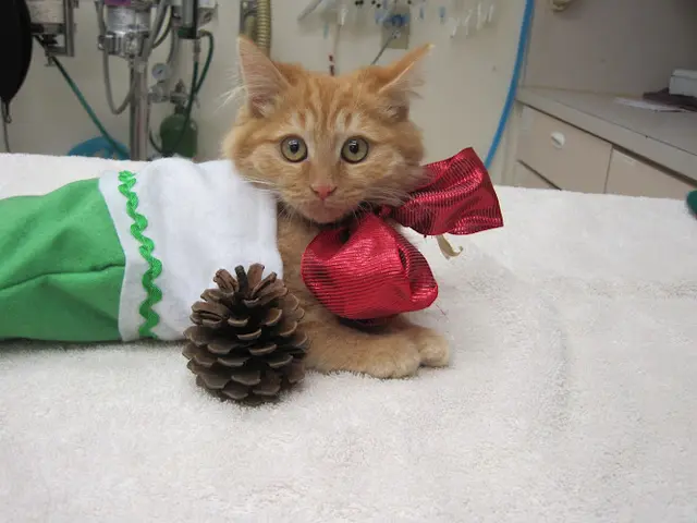 Pet vet Brea Veterinary Hospital Fullerton