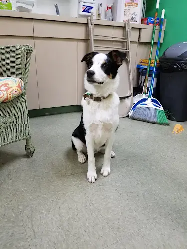 Pet vet Burbank Animal Shelter Burbank