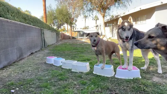 Dog trainer Palm Springs Dog Training, Brooke Fagel Indio