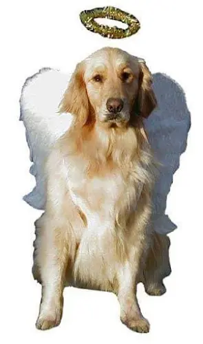 Dog breeder Heavenly dog obedience Spokane