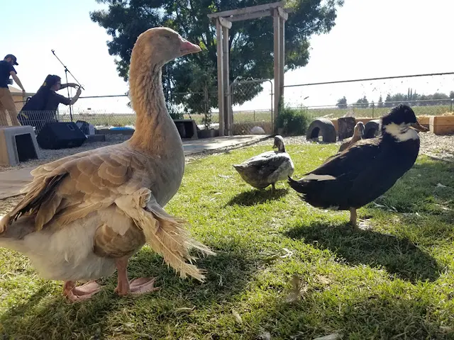 Rescue & Shelter Harvest Home Animal Sanctuary Stockton