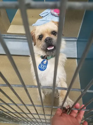 Dog day care center County of San Diego Department of Animal Services Carlsbad