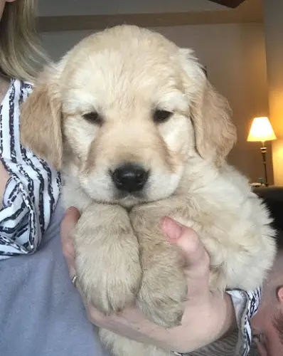 Dog breeder Denzil's Goldens Bellingham