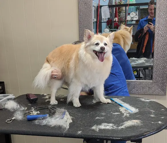 Dog trainer The Pet Set Norwalk