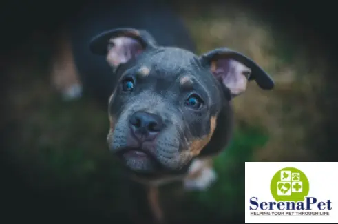 Pet boarding service SerenaPet Los Angeles