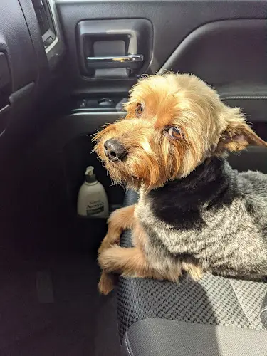 Dog Grooming Pet Paw Grooming West Covina