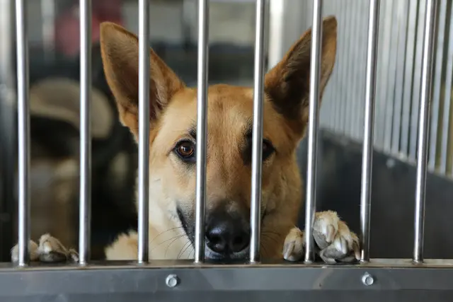 Dog day care center North Valley Veterinary Center And Boarding Lancaster