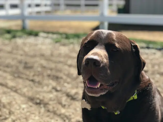 Dog day care center WagBend-Dog Daycare Bend