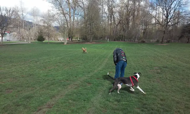 Dog Park Sellwood Riverfront Park Gresham