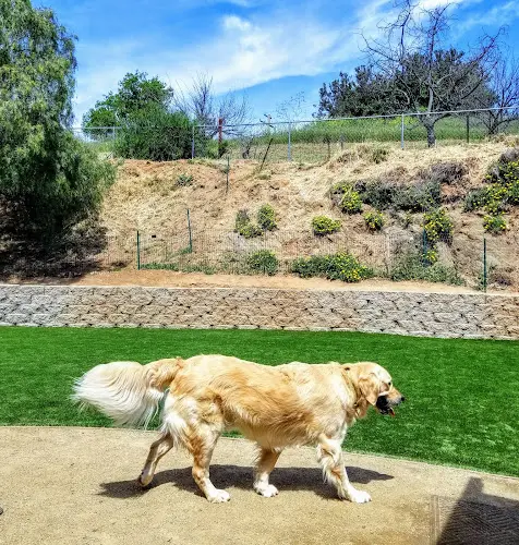 Dog walker Hounds To Horses Pet Services San Marcos