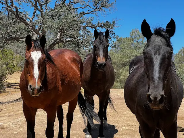 Rescue & Shelter Lifesavers Wild Horse Rescue Bakersfield