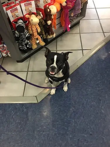 Pet boarding service Andersen's Pet Shop Glendale