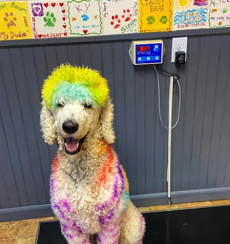 Pet vet Critter Doctor Animal Hospital Kirkland
