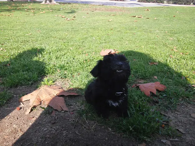 Dog walker Holifield Park Norwalk