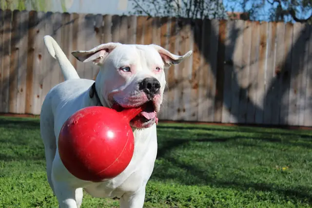 Dog day care center Sunset Kennels Garden Retreat Stockton