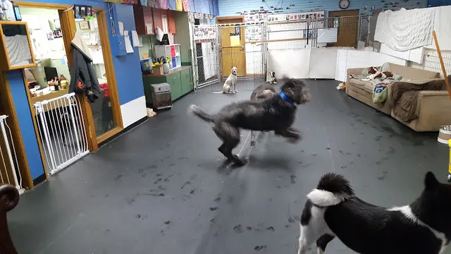 Dog trainer Doggie Den Kent