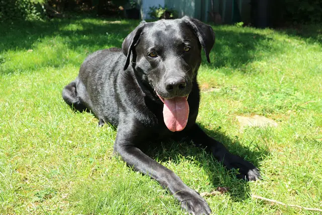 Dog walker Let The Dog Out -On demand Ontario