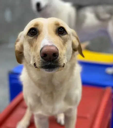Dog day care center Paw Commons Pet Resort Chula Vista