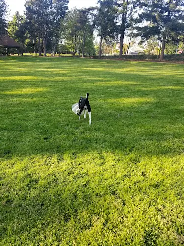 Dog Park Arnada Park Vancouver