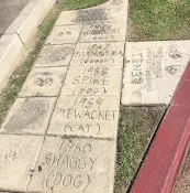Rescue & Shelter Animal Walk of Fame Glendale
